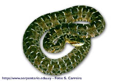 Bothrops pubescens - Yara