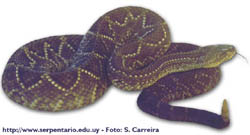 Crotalus durissus terrificus - Cascabel