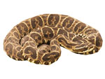 Bothrops alternatus - Crucera