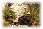 Bothropoides pubescens en su medio natural