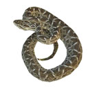 Bothrops pubescens - Yara